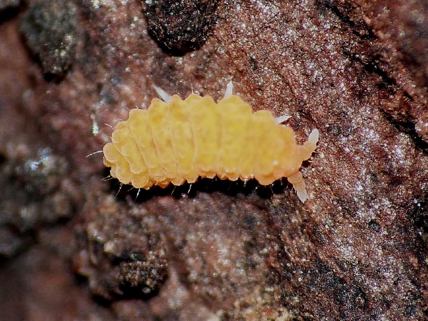 Bilobella aurantiaca (Collembola - Neanuridae)